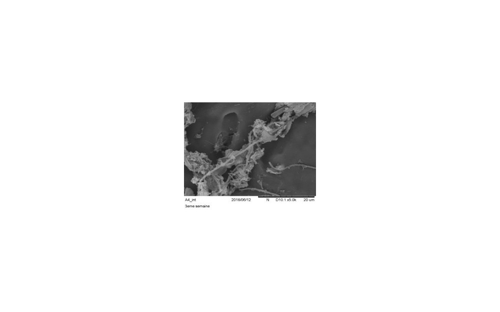 Fixation du biofilm dans un biofiltre MBBR